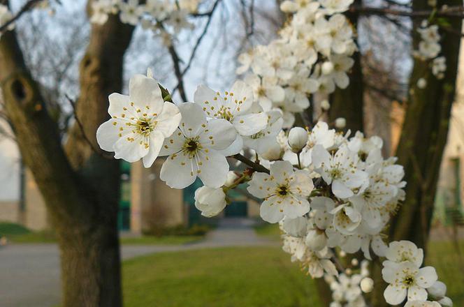 Wielkanoc w Poznaniu: W końcu przyjdzie wiosna!