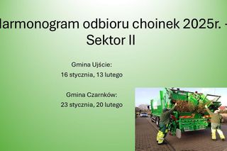 Znamy tegoroczny harmonogram odbioru choinek