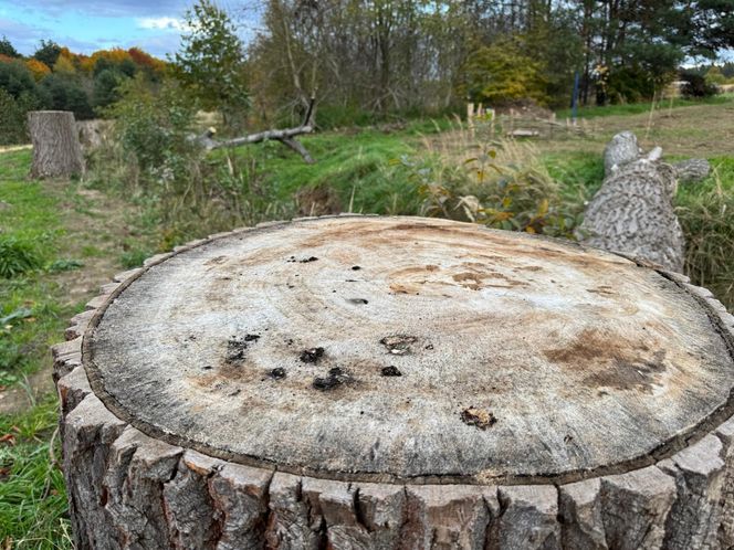 Serenity Park w Mysłowicach to nowe miejsce wypoczynku na Śląsku