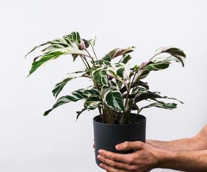 Kalatea 'Fusion White' (Calathea 'Fusion White').