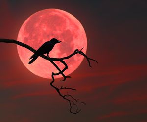 Rytuał na szczęście oraz urodę podczas pełni Księżyca. Postaw to na parapecie, a blask wejdzie w Twe ciało i duszę. Jak zrobić wodę księżycową podczas pełni Księżyca? 