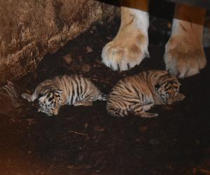 Wielka radość w zamojskim zoo! Na świat przyszły dwa tygryski!
