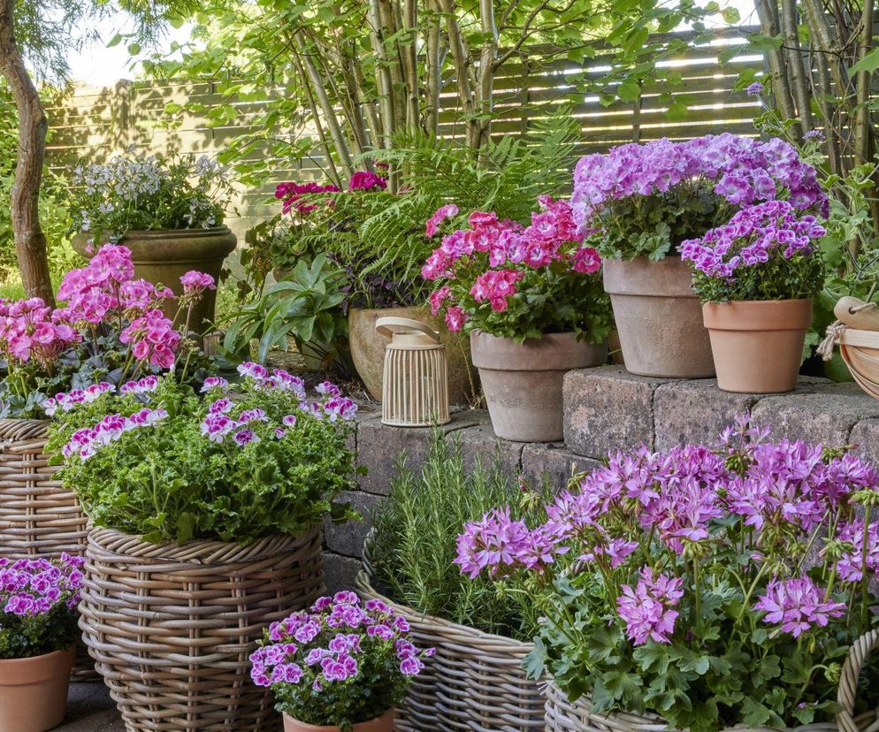 Przelane pelargonie? Oto jak odratować kwiaty!