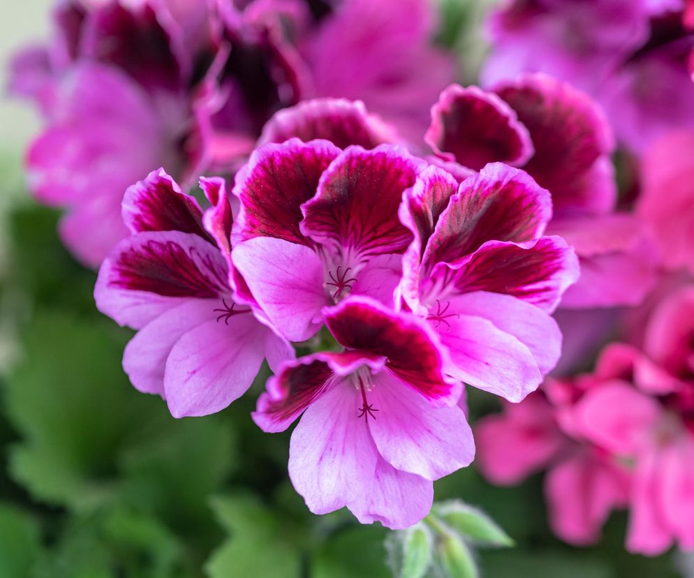 Gdy zrobi się chłodno, nie wyrzucam pelargonii! Wiem, jak je przezimować!
