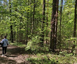 Arboretum w Kopnej Górze. Puszcza w pigułce
