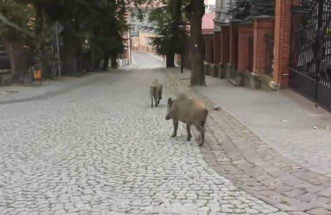Dziki opanowały Przemyśl