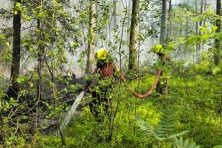 Pożar lasu w Snochowicach