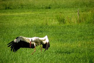 Podlaska fauna