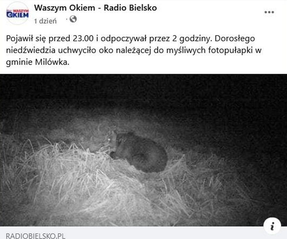 Niedżwiedż w fotopułapce