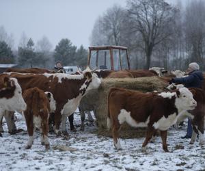 Rolnicy. Podlasie. Emilia Korolczuk i jej Ranczo Laszki