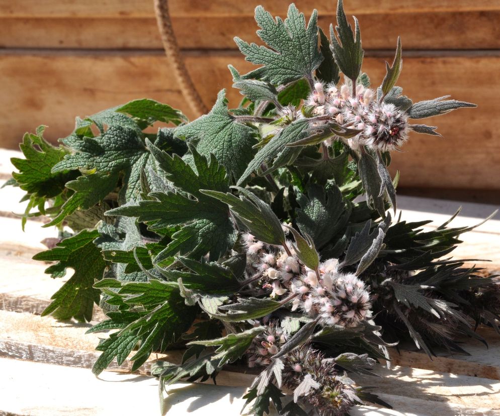 Surowcem wykorzystywanym w lecznictwie jest ziele serdecznika (z łac. Herba Leonuri cardiacae).