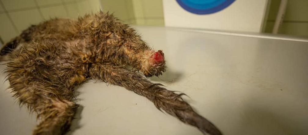 Źli ludzie odstrzelili Zbyszkowi łapę