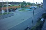 Poddębice. Wóz konny na parkingu komendy. Kierowca nietrzeźwy i z dożywotnim zakazem [ZDJĘCIA]. 
