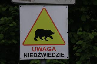 RDLP w Krośnie ostrzega przed niedźwiedziami. W lipcu doszło do dwóch groźnych ataków