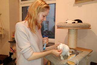 Katowice: Pierwsza na Śląsku Kocia Kawiarnia działa już trzy tygodnie! [ZDJĘCIA]