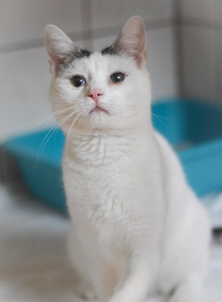 Kot do adopcji w zielonogórskim schronisku
