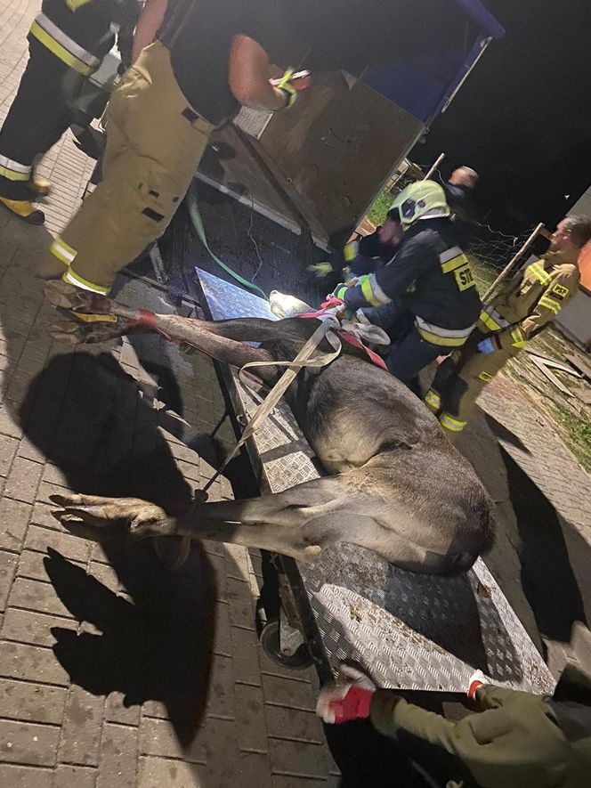 Łoś zawisł na ogrodzeniu. Akcja ratunkowa w Świdniku. "Nie było czasu, aby przewozić go do lecznicy"