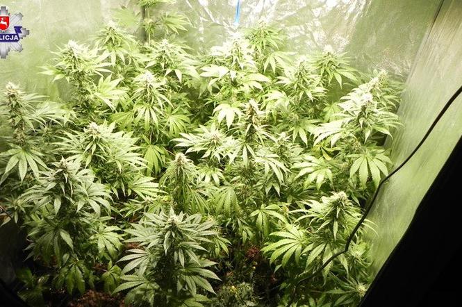 Plantacja marihuany na lubelskim LSM-ie zlikwidowana! 22-latkowi grozi osiem lat