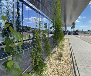 Zazieleniony teren parkingu i pasażu przed terminalami Katowice Airport