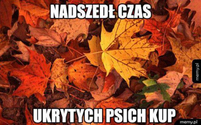 Równonoc jesienna 2020. Zobacz najlepsze memy na pierwszy dzień jesieni
