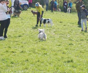 Dogtrekking w Poznaniu