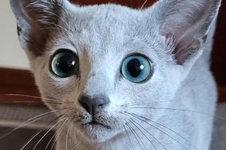 Bacardi - najpiękniejszy kot na świecie mieszka w Gdańsku