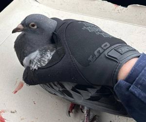 Policjanci o gołębich sercach