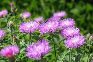 Stokezja gładka - Stokesia laevis