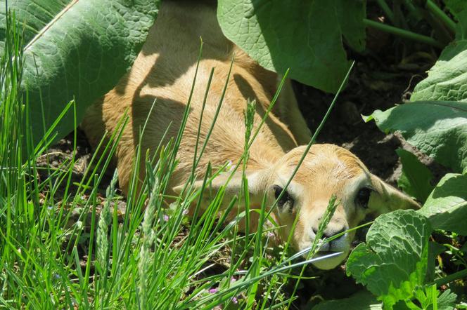 Lubelskie: Są naprawdę słodkie! Zobaczcie małych mieszkańców zamojskiego zoo [GALERIA]