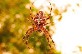 Jadowite pająki w Polsce! Czy są groźne dla człowieka? [ZDJĘCIA]