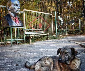 Psy mutanty z Czarnobyla. Naukowcy odkryli zaskakujące zmiany w DNA zwierząt