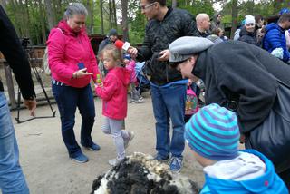 Owce z myślęcińskiego zoo pozbyły się nadmiaru wełny. Zobaczcie, jak wyglądało ich strzyżenie! [ZDJĘCIA]