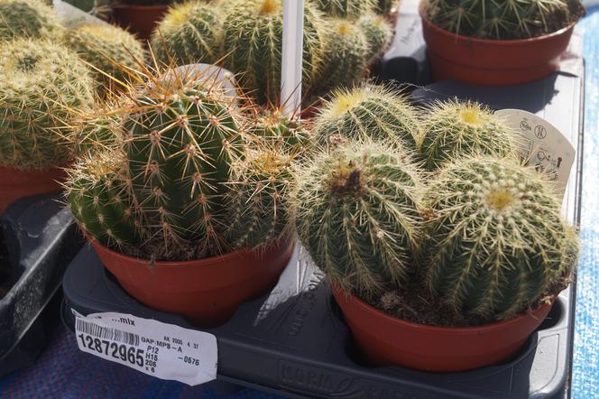 Jesienny Kiermasz Ogrodniczy 2023. Tłumy przy bydgoskim "Torbydzie" [ZDJĘCIA]