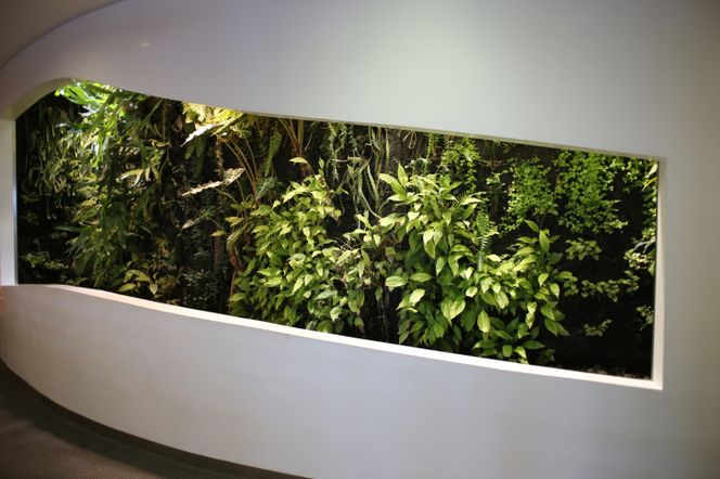 Ogrody wertykalne we wnętrzach. Jak założyć i pielęgnować ogród pionowy w domu?