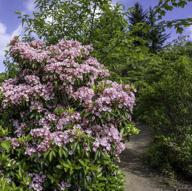 Kalmia