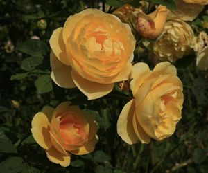 roze