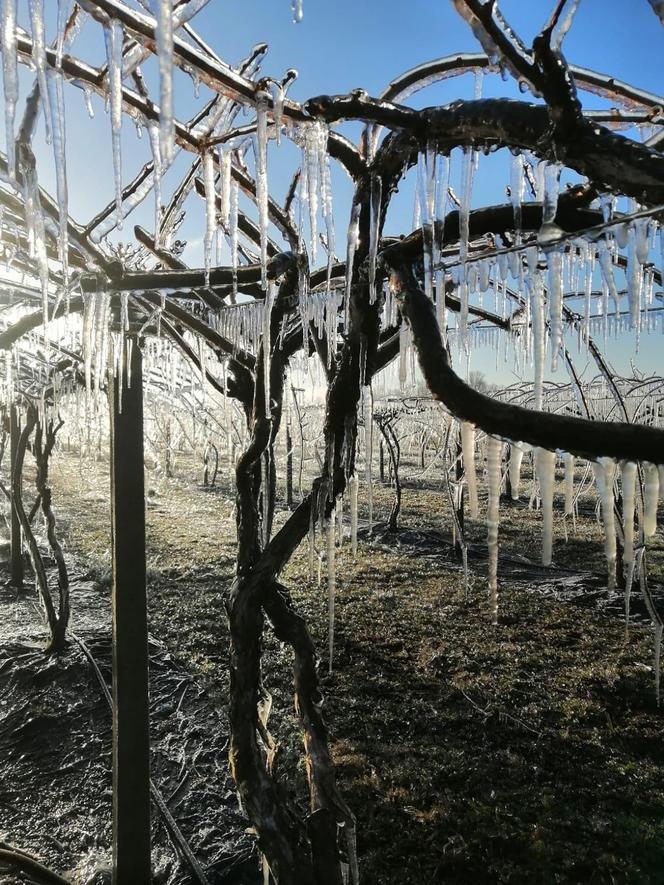 Wyjątkowe owoce rosną pod Bydgoszczą. Wiadomo już, że mini kiwi mają 20 składników odżywczych, a naukowcy nie skończyli liczyć