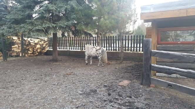 Wielbłądy we Wspólnocie Betlejem w Jaworznie 