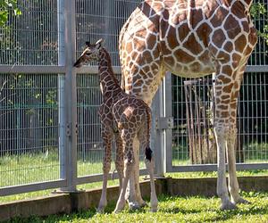 Wyjątkowa żyrafa urodziła się w śląskim zoo w Chorzowie