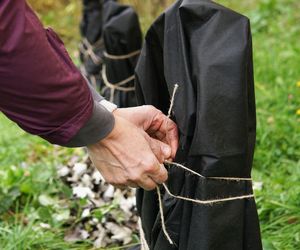 Zabezpieczenie roślin na zimę