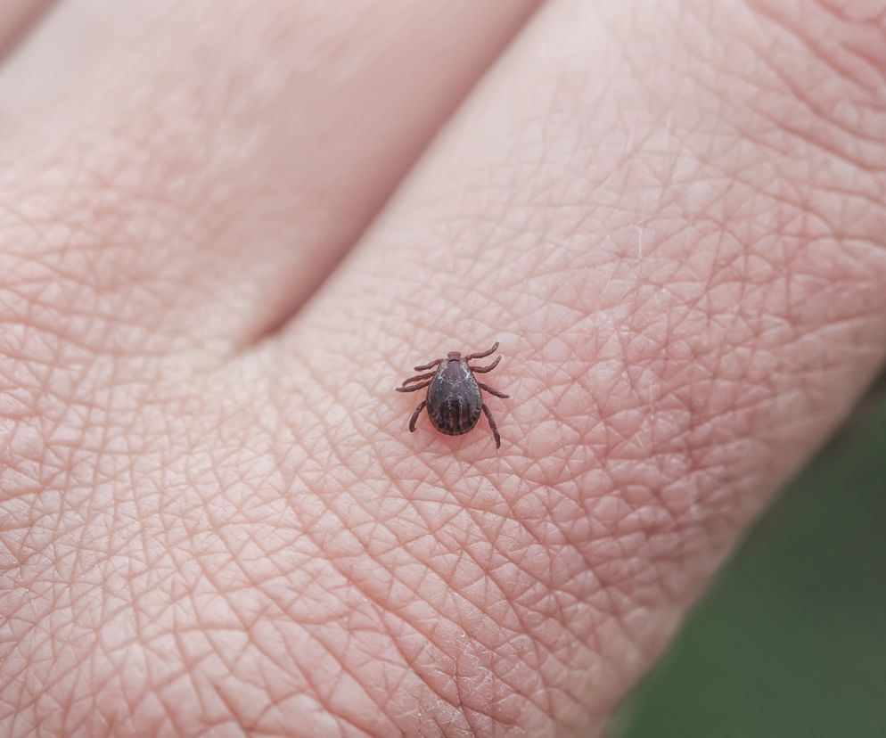 Kleszcze atakują na potęgę. Czy lekarz POZ skieruje na darmowe badania w kierunku boreliozy?