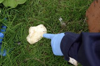 Narkotyki zabezpieczone przez policję