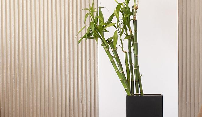 Dracena Lucky Bamboo