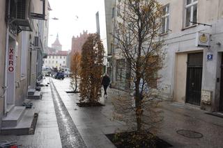 Alejka w centrum Olsztyna zmieniła się nie do poznania. Będzie najpiękniejsza w mieście? [ZDJĘCIA]