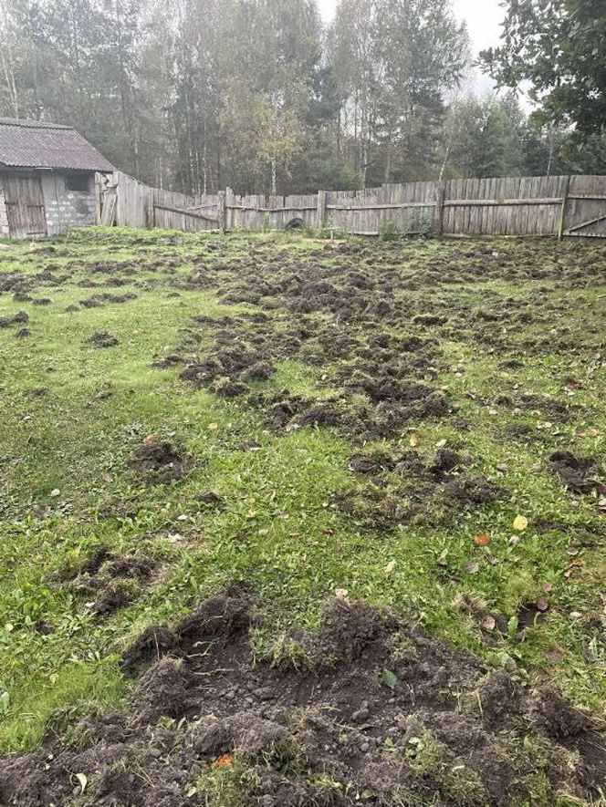 Płakać się chce! Dziki niszczą działki, miejsca publiczne, mieszkańcy bezradni