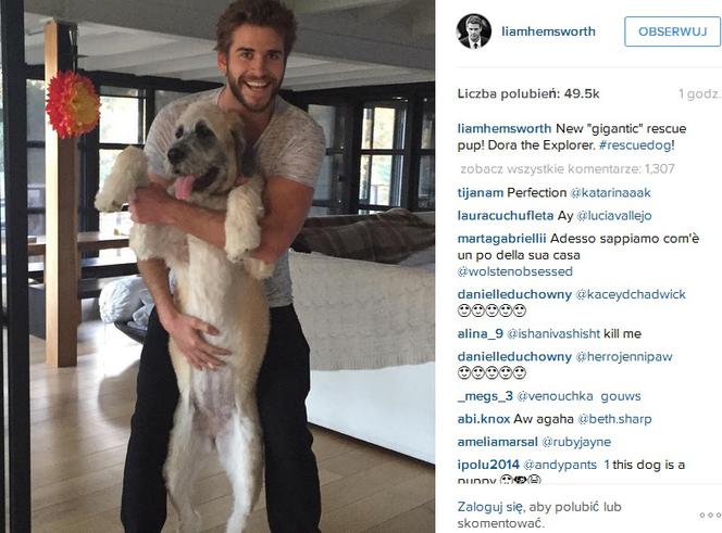 Liam Hemsworth adoptował psa
