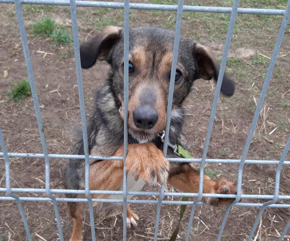 Tychy: Schronisko wstrzymało adopcje. Zwierzę to nie jest prezent