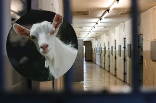 Zabił kolegę, bo przezywał go „kozioł”