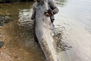 2,5 metrowy sum złowiony przez Pana Michała