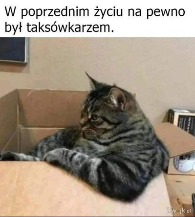 Koty opanowały internet! Memy z mruczkami bawią do łez [TOP 45]